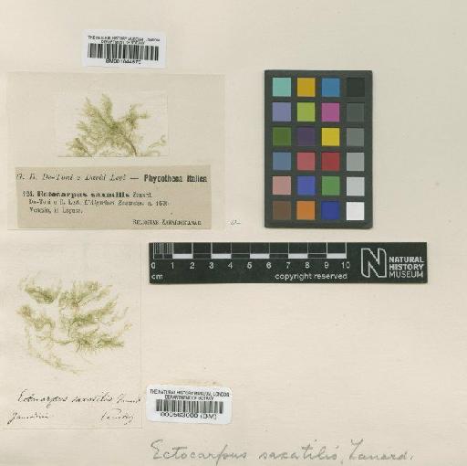 Ectocarpus saxatilis Zanardini - BM001044570