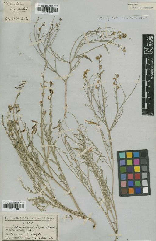 Astragalus convallarius var. convallarius - BM001042688