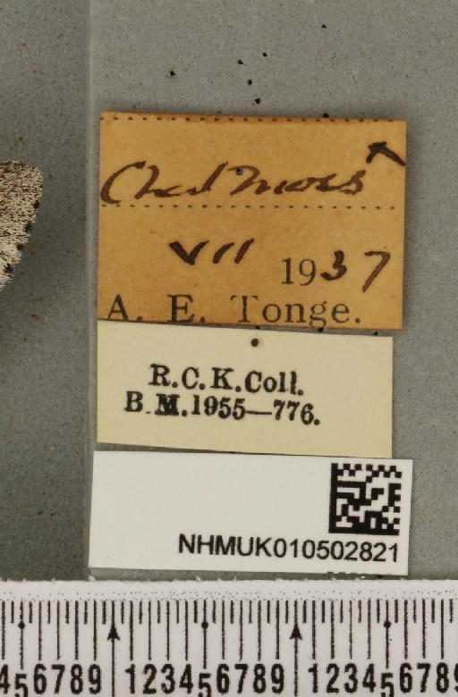 Acronicta leporina ab. melanocephala Mansbridge, 1905 - NHMUK_010502821_label_560834