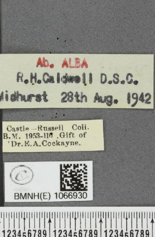 Lasiommata megera ab. bradanfelda Blackie, 1920 - BMNHE_1066930_label_28588