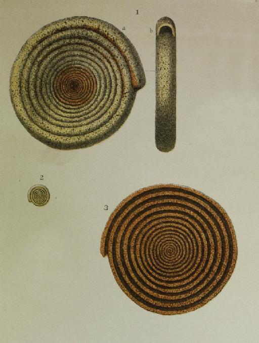 Ammodiscus incertus (d'Orbigny 1839) - ZF1078_38_1_Ammodiscus_anguillae.jpg