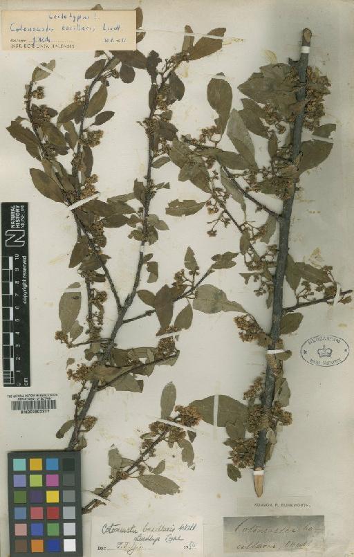 Cotoneaster bacillaris Wall. ex Lindl. - BM000602277