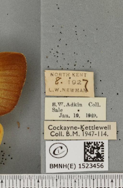 Lasiocampa quercus quercus ab. latovirgata Tutt, 1902 - BMNHE_1523456_label_193325