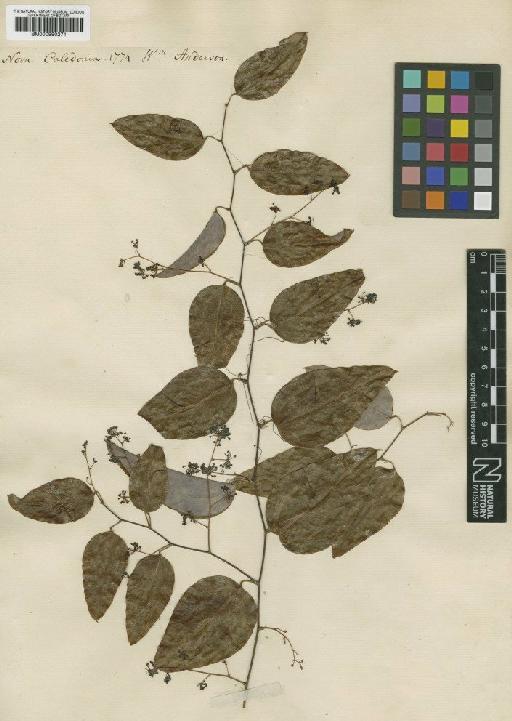 Smilax purpurata G.Forst. - BM000990271