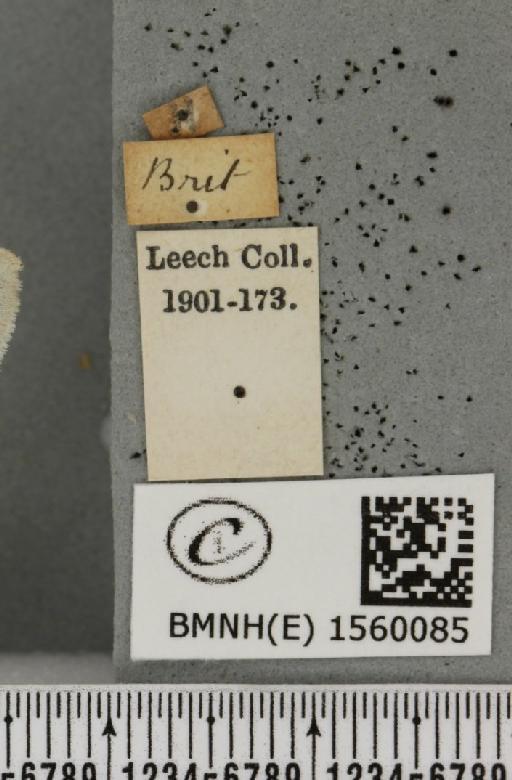 Laelia coenosa (Hübner, 1808) - BMNHE_1560085_label_254507