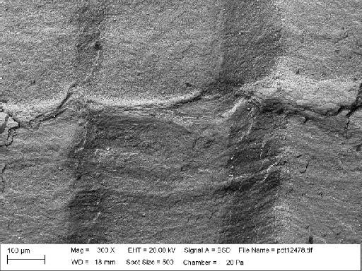 Stenopora crinita Lonsdale, 1845 - PI PD 4603 - Stenopora crinita