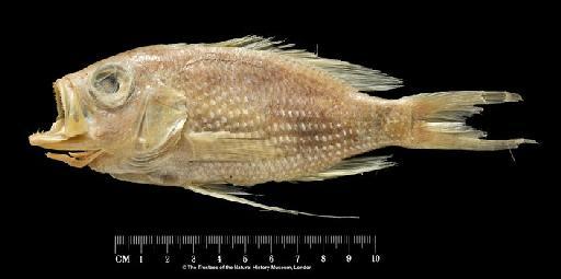 Anthias asperilinguis Günther, 1859 - BMNH 1974.10.4.1, HOLOTYPE, Anthias asperilinguis, lateral