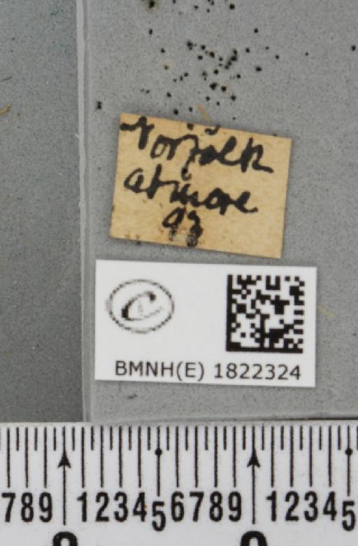 Eupithecia extensaria occidua Prout, 1914 - BMNHE_1822324_label_390682