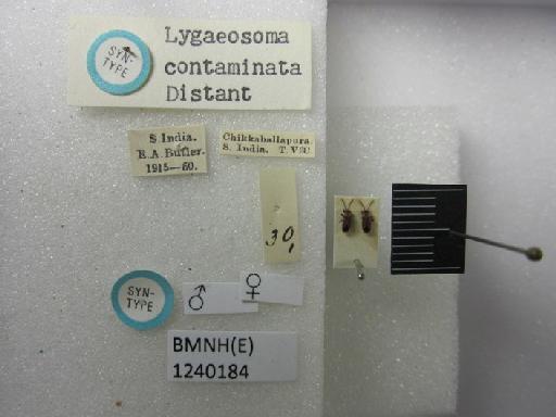 Lygaeosoma contaminata Distant, 1918 - Lygaeosoma contaminata-BMNH(E)1240184-Syntype male dorsal & labels