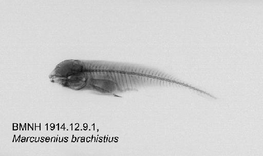 Marcusenius brachistius Boulenger, 1909 - BMNH 1914.12.9.1, Marcusenius brachistius