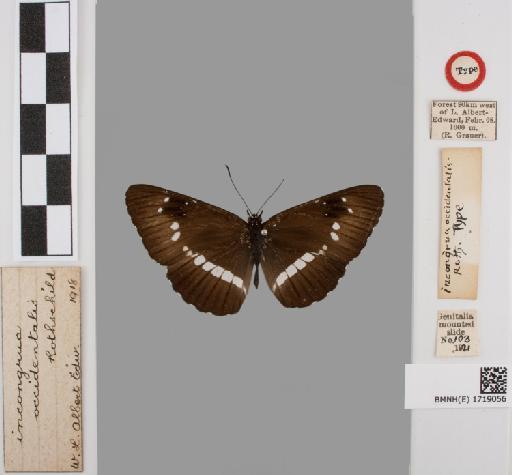 Neptis incongrua Butler - BMNH(E)#1719056_Neptis_incongrua_occidentalis_Rothschild_holotype_male_labels