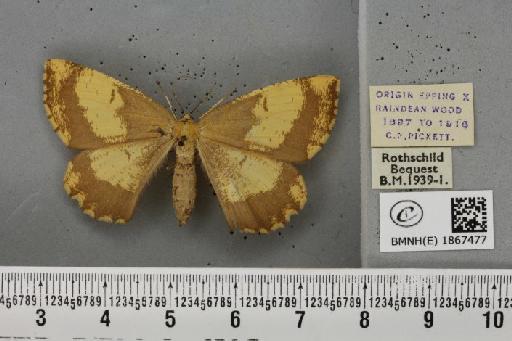 Angerona prunaria ab. pickettaria Prout, 1903 - BMNHE_1867477_439758