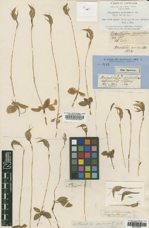 Pterostylis acuminata R.Br. - BM000048326
