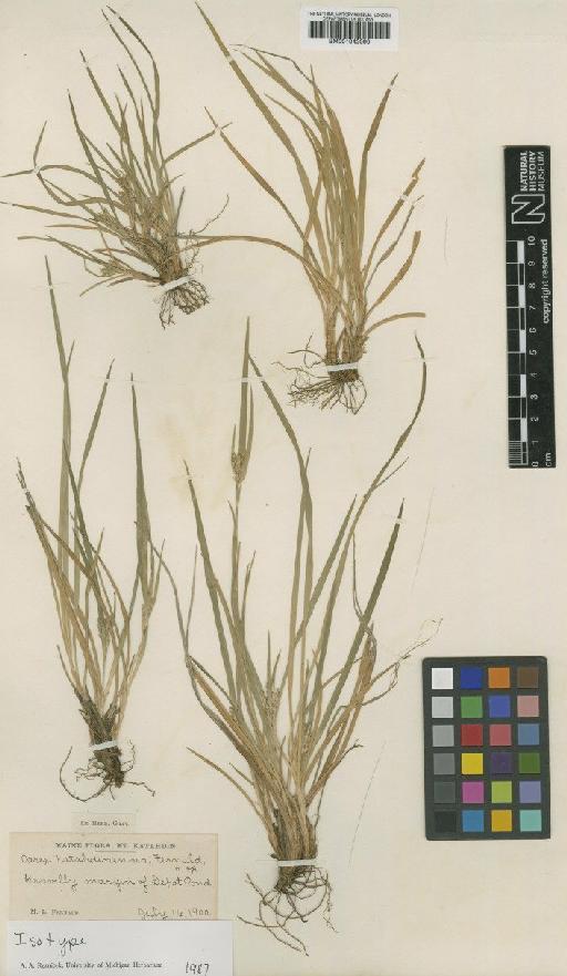 Carex katahdinensis Fernald - BM001042090