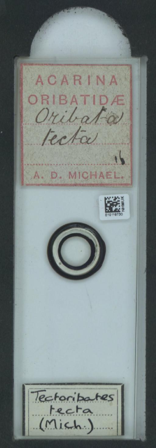 Oribata tecta A.D. Michael, 1884 - 010118730_128148_548653