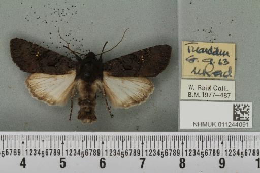 Aporophyla nigra (Haworth, 1809) - NHMUK_011244091_645229