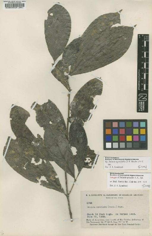 Salacia opacifolia (J.F.Macbr.) A.C.Sm. - BM000080325