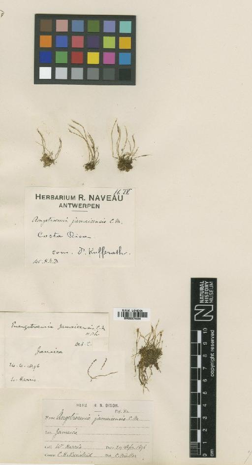 Aongstroemia brevipes Hampe ex Besch. - BM000879296_a
