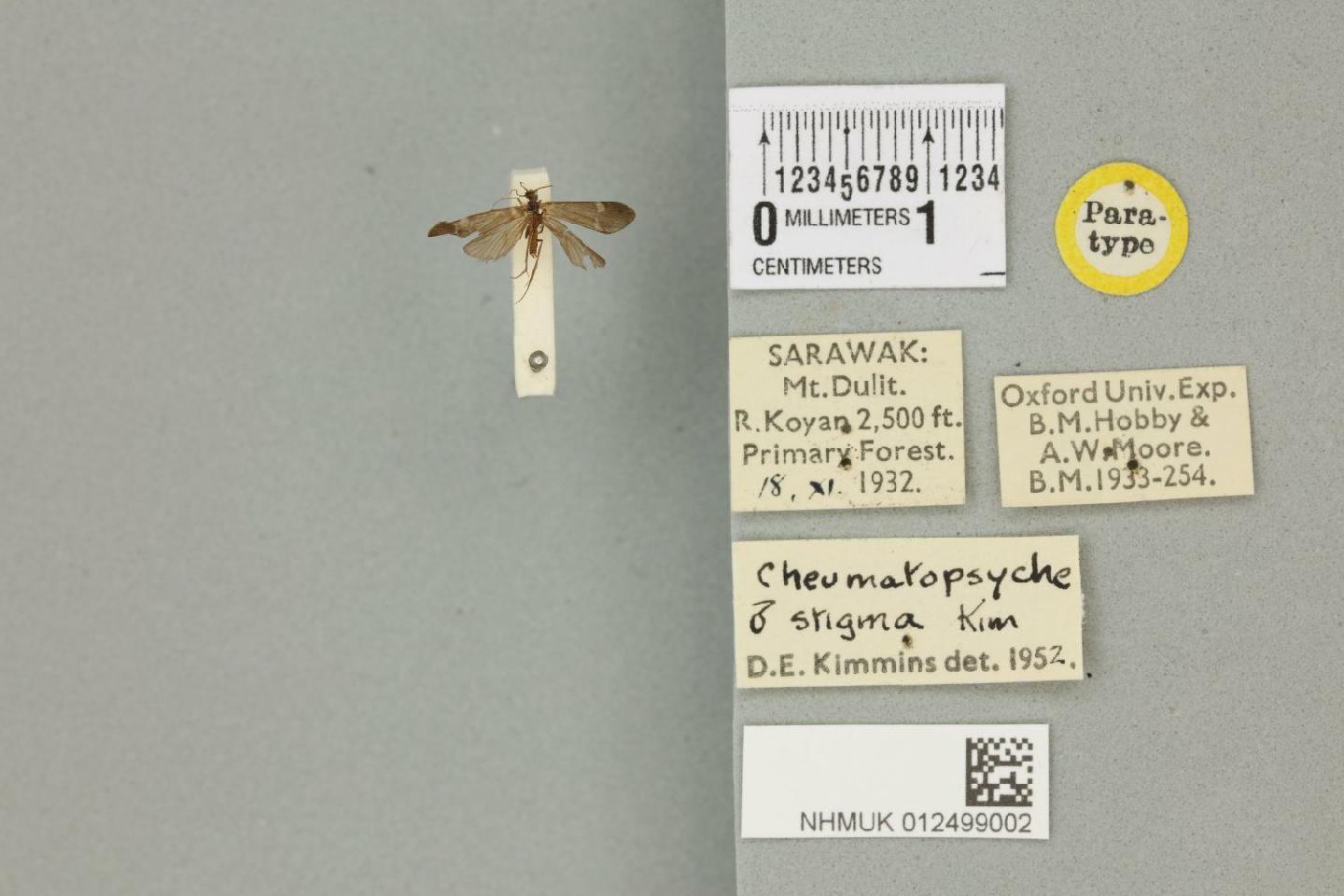 Cheumatopsyche stigma