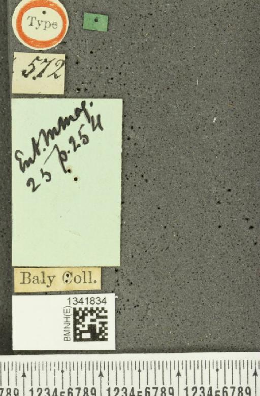 Gynandrobrotica excelsa (Baly, 1889) - BMNHE_1341834_a_label_23658