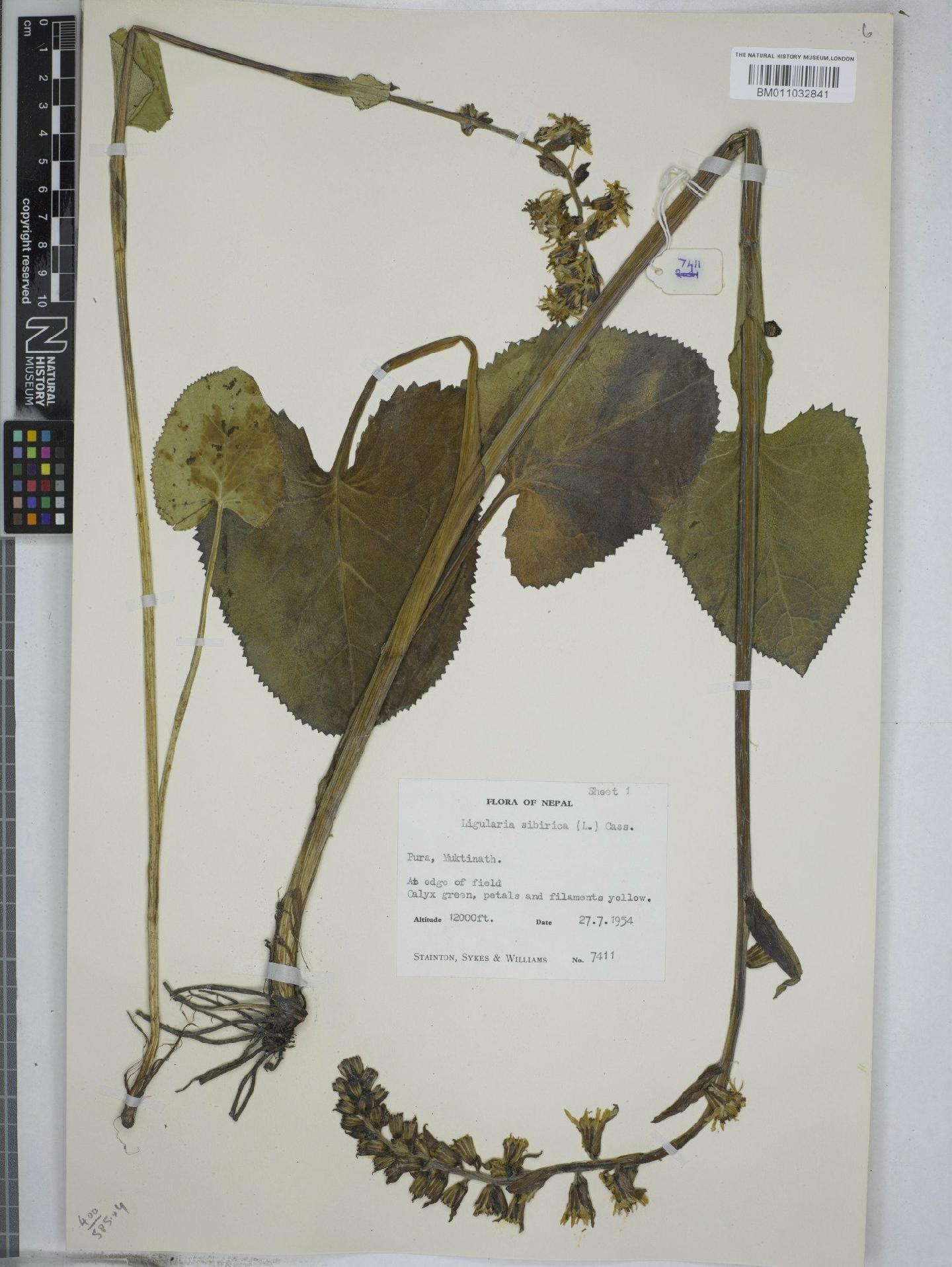 To NHMUK collection (Ligularia sibirica (L.) Cass.; NHMUK:ecatalogue:9156470)