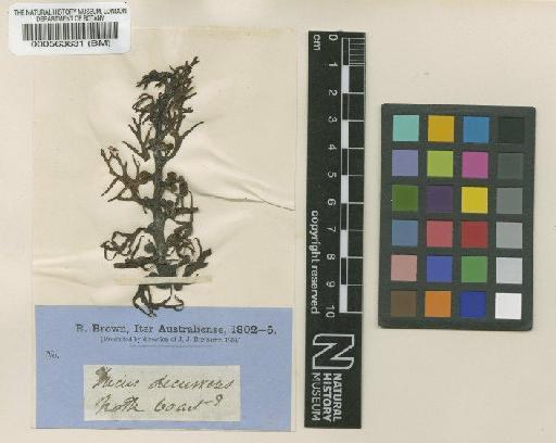 Sargassum decurrens (R.Br. ex Turner) C.Agardh - BM000563631