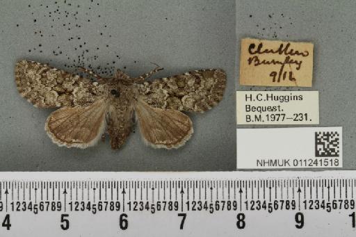 Antitype chi (Linnaeus, 1758) - NHMUK_011241518_642611