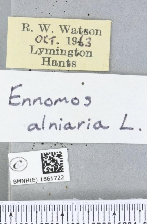 Ennomos alniaria (Linnaeus, 1758) - BMNHE_1861722_label_442556