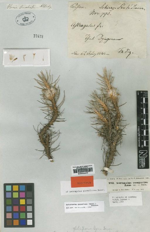 Astragalus globiflorus Boiss. - BM000885178