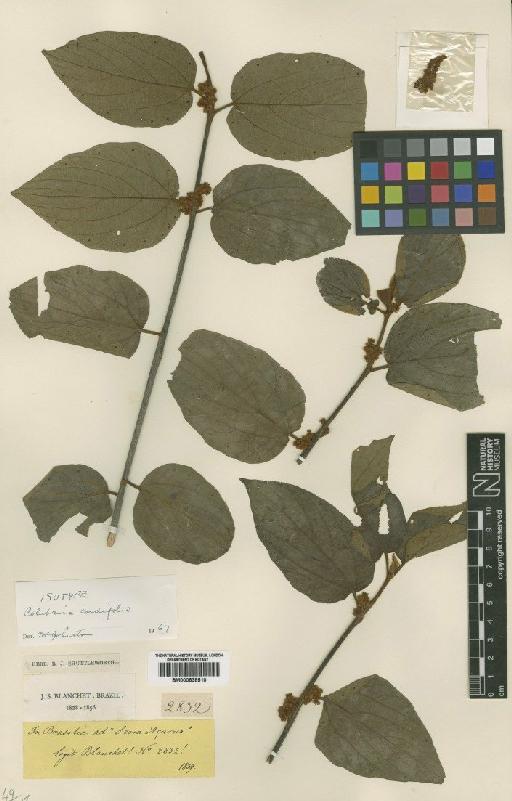 Colubrina cordifolia Reissek - BM000838510