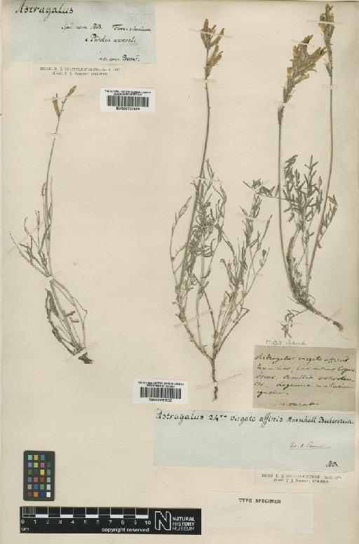 Astragalus varius S.G.Gmel. - BM000751030