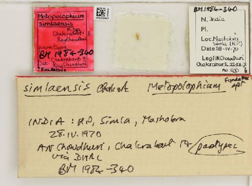Metopolophium chandrani David & Narayanan, 1968 - 015439942_112694_1094992_157866_Type