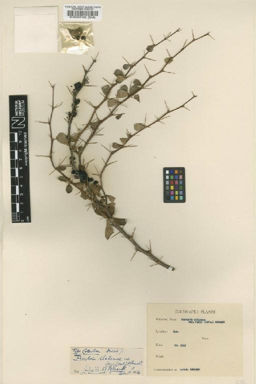 Berberis wilsoniae var. coryi Ahrendt - BM000559160