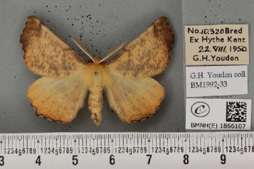 Ennomos autumnaria (Werneburg, 1859) - BMNHE_1866107_432631