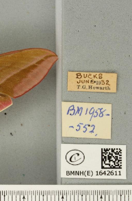 Deilephila elpenor (Linnaeus, 1758) - BMNHE_1642611_label_241178