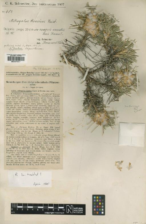 Astragalus thracicus Griseb. - BM000750971