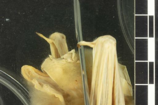 Hipposideros diadema vicarius Andersen, 1905 - 1892_9_6_23-Hipposideros_diadema_vicarius-Type-Noseleaf-lateral-2