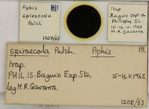 Aphis (Medoralis) spiraecola Patch, 1914 - 014226302_112527_1093088_157882_NoStatus