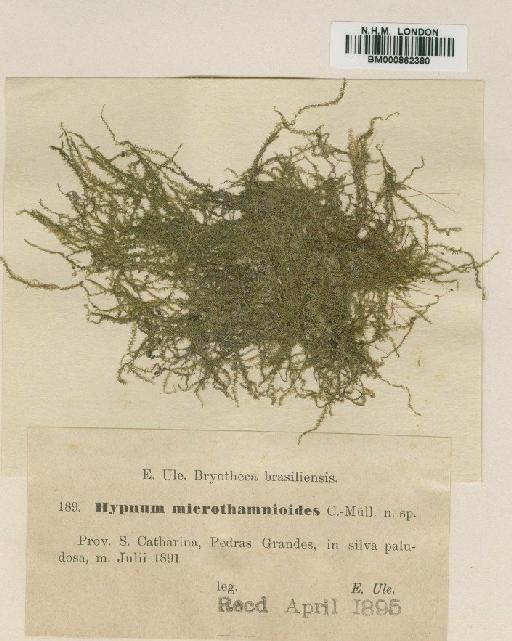 Mittenothamnium microthamnioides (Müll.Hal.) Wijk. & Marg. - BM000862380