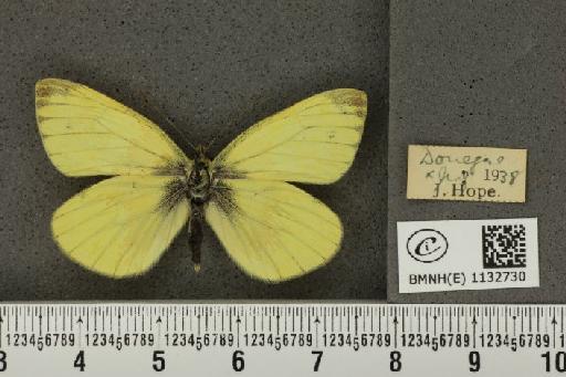 Pieris napi britannica Müller & Kautz, 1939 - BMNHE_1132730_86543