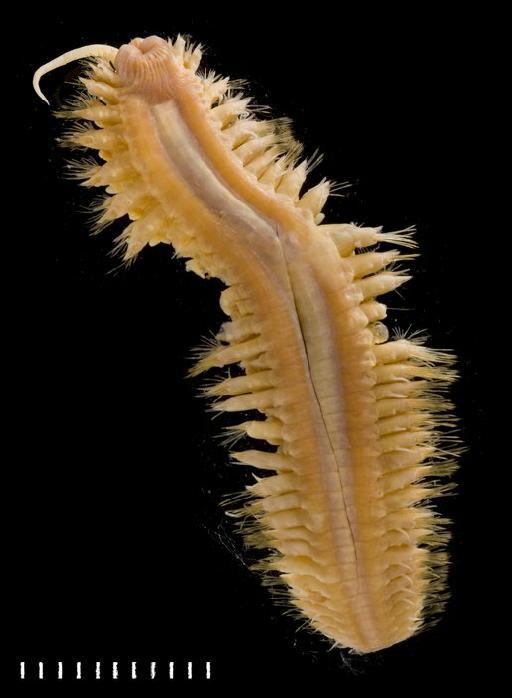 Eunoa opalina McIntosh, 1885 - Polychaete type specimen 1885.12.1.53 ventral