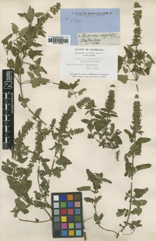 Teucrium argutum R.Br. - BM001040994