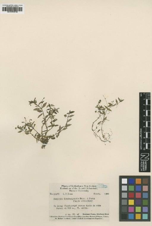 Hedyotis idenburgensis Merr. & L.M.Perry - BM000945142