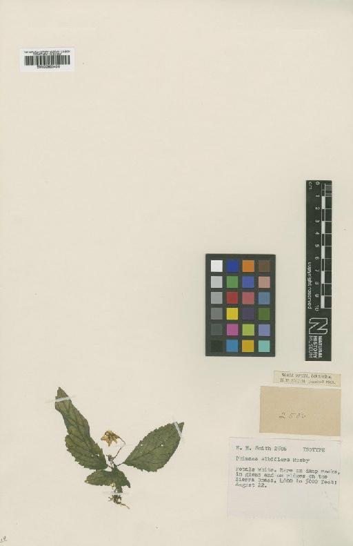 Phinaea albiflora Rusby - BM000953456