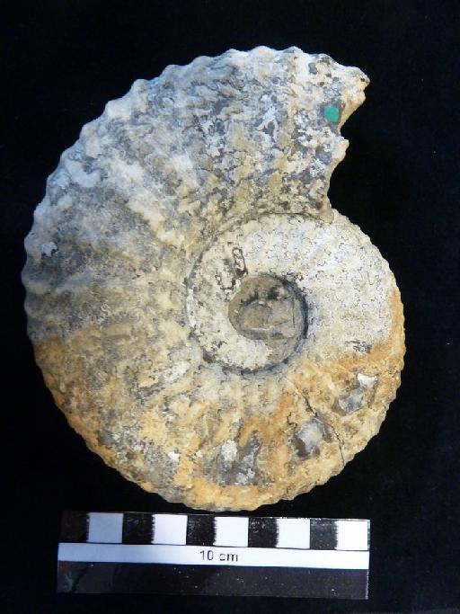 Deshayesites mirabilis Casey, 1964 - Image of C 993