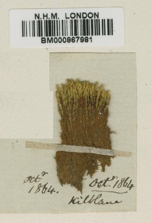 Anoectangium aestivum (Hedw.) Mitt. - BM000867981