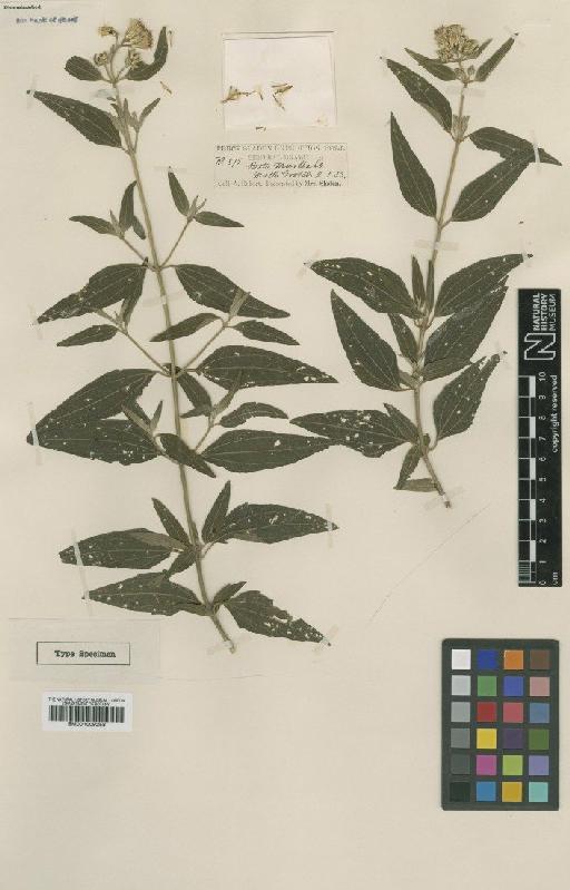 Chromolaena christieana (Baker) R.M.King & H.Rob. - BM001009258