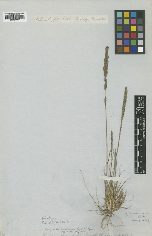 Eragrostis pastoensis (Kunth) Trin. - BM000938621