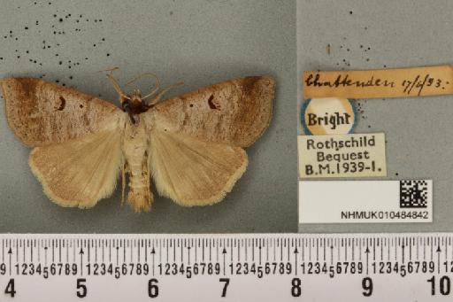 Lygephila pastinum ab. ludicra Haworth, 1809 - NHMUK_010484842_540790