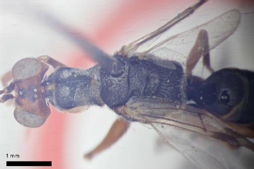 Tridryinus exophthalmicus Olmi, 1984 - 010264971-NHMUK-Dryinus_exophthalmicus-type-mesosoma-dorsal-2_5x